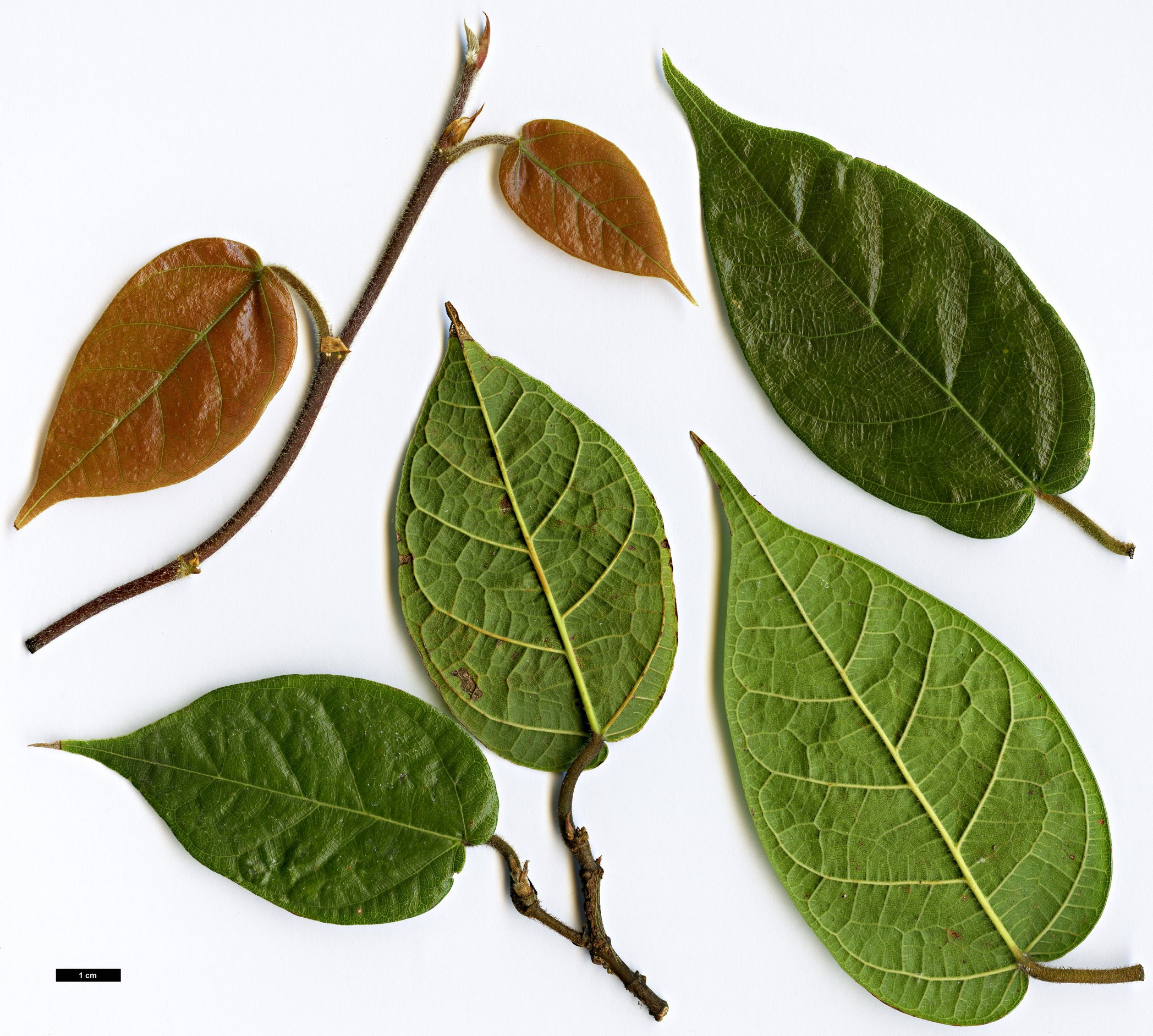High resolution image: Family: Moraceae - Genus: Ficus - Taxon: sarmentosa - SpeciesSub: var. henryi